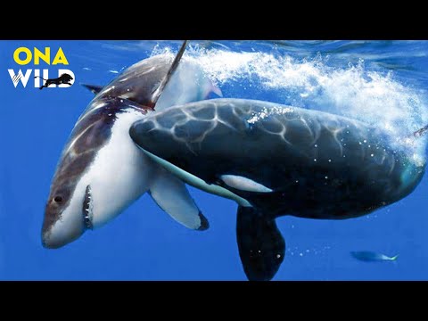 ANTARCTICA’S APEX PREDATORS: Masters of the Frozen Realm | #AnimalDocumentary