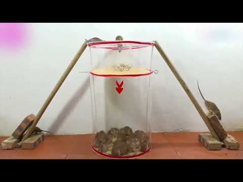 Наловил ведро крыс за 10 минут❗ эффективная мышеловка