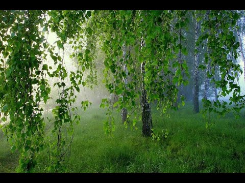 шесть часов  татарской и башкирской  музыки