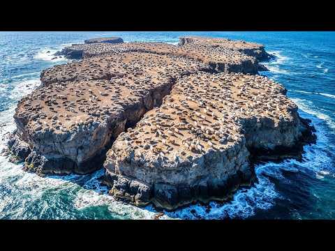 他们把成千上万只绵羊留在一座荒岛上……接下来发生的事令人难以置信