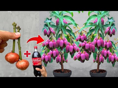 How to grafting mango trees using Coca-Cola to promote 100% fast fruiting