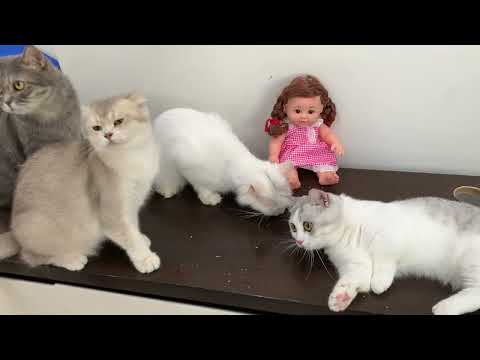 Le regalé la muñeca a mis 4 gatos y sus reacciones