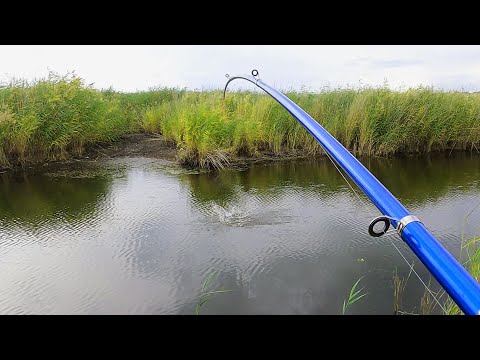 Нашла ИХ Логово и офигела от размеров: Ломают удочку и прут торпедой Рыбалка на поплавок