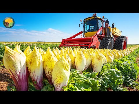 How Farmers Harvest Millions Of Tons Of Chicory Roots by Machine | Farming Documentary