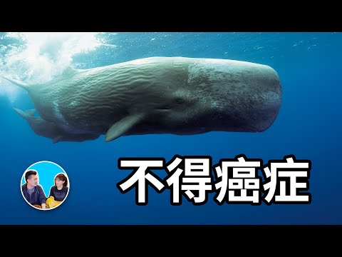生物學上最神奇的事，鯨魚大象都不得癌症 | 老高與小茉 Mr & Mrs Gao