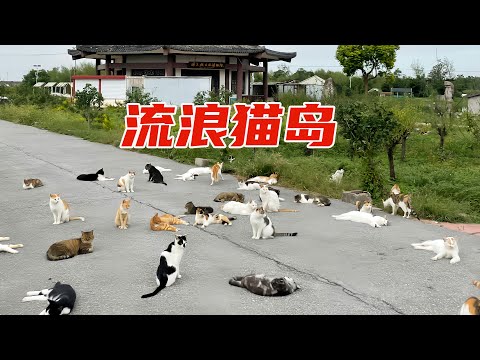 上萬只流浪貓占領了島嶼，老鼠無處遁形，貓貓太厲害了。