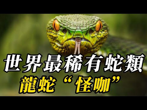 全世界最稀有的10種蛇類，第八名被稱“挖眼蛇”，妳絕對沒見過！第壹名形態怪異，讓人不敢直視！#世界之最 #动物 #百科密码 #科普 #动物世界