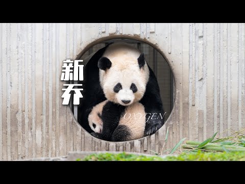 Panda "Xin Qiao" #panda #pandalife #cutepanda #cute #cutepandavideo #funny