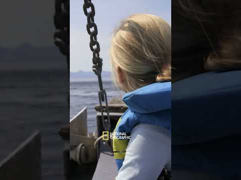 Umgeben von Walen und Natur | Fernab des Gesetzes