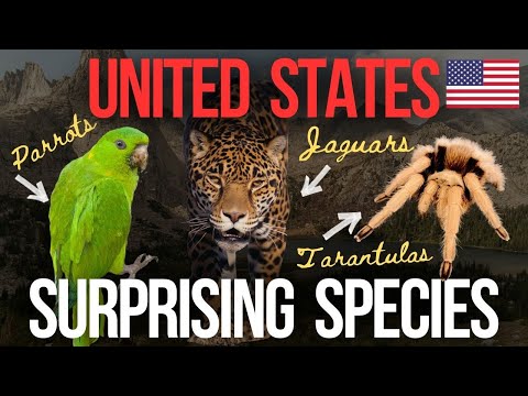 Unexpected Species of the United States