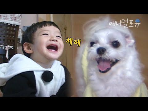 태어나 보니 보모가 강아지? 아기 상현이 잘 돌봐주는 말티즈 형아 🐶| KBS 주주클럽 081214 방송