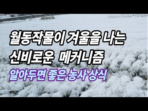 [Garden] The Amazing Mechanism of Garlic and Onion Winter Survival