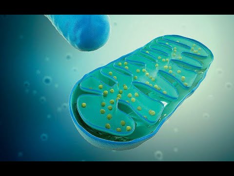 Дыхательная цепь ПРОСТЫМ языком.