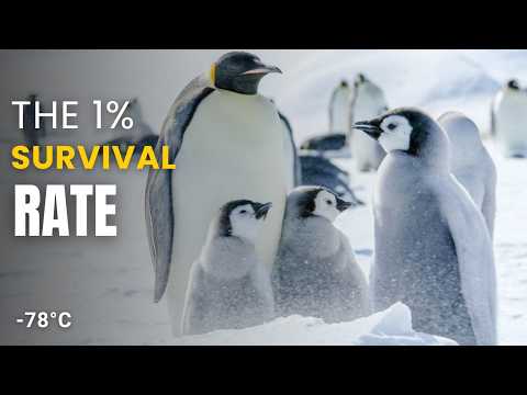 Expert Warns FREEZING Antarctica Winter is a REAL Threat to Penguins