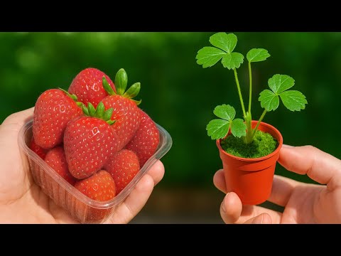 🍓 Cómo Sembrar Fresas desde Semilla y Cuidarlas hasta la Cosecha