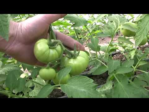 SHOCK! The best plant growth and development stimulant has been found! Tomatoes are growing faster.