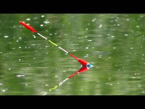 Active bite of large crucian carp on worms!!! Morning fishing with a float.