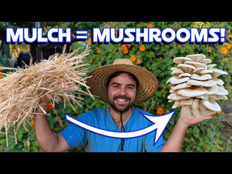 3 Ways YOU Can Grow Mushrooms In The Garden
