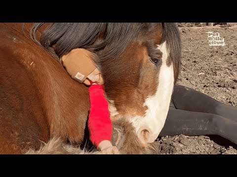 Life Is Beautiful 😍 | Adorable Animal Videos to Make You Smile!