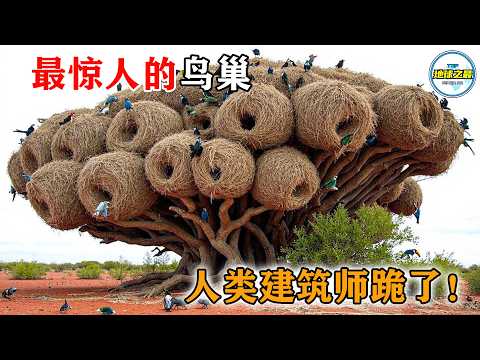人类建筑师跪了！15种逆天鸟巢曝光：唾液造豪宅，泥巴建城堡，最重的能压垮汽车！丨地球之最#冷知识 #排名 #世界之最#地球之最top#世界之最top#top10#top15#惊人发现#最惊人的