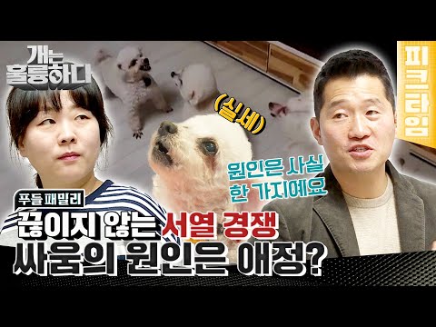 [#피크타임] 충격 반전! 남편과 남이 된 반려견들, 원인은 아내 보호자? 애정 표현이 다견 가정에 미치는 영향 | #개는훌륭하다 | KBS 220221 방송