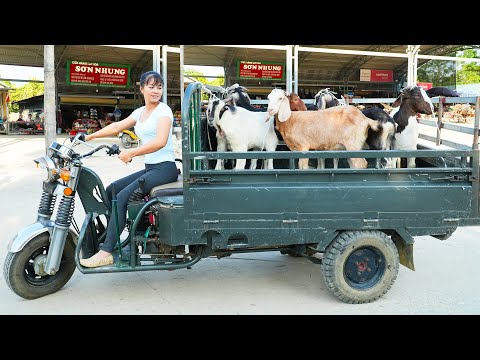 Use 3-wheeled Vehicle To Buy Farmer's Goat Herd Goes to the market sell - Grow Clean Vegetables