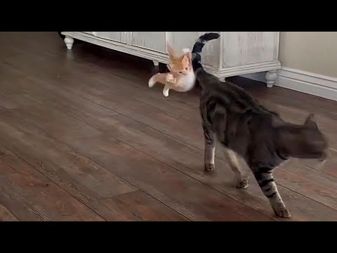 Insane Cats