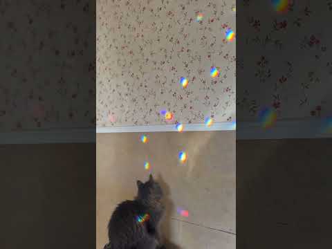 Fun with Prisms ☀️💎😸