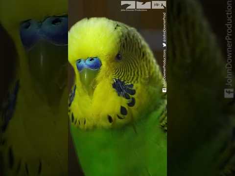 'Disco' The Amazing Talking Budgie