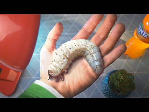 ОН МОЖЕТ СЬЕСТЬ ТВОЙ ДОМ