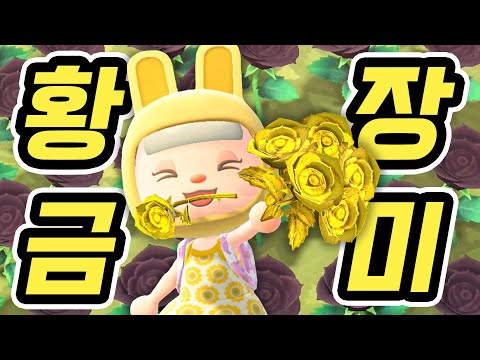 동물의숲 근본 노가다 황금장미를 만들어보자!