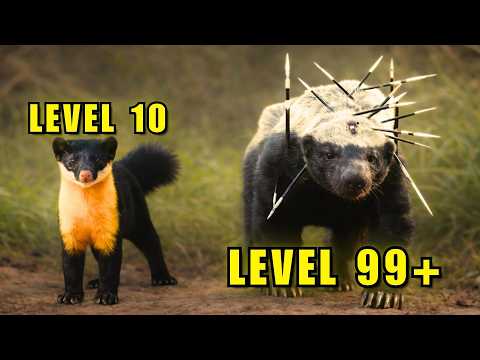 Ranking Mustelids Based On How Unhinged They Are