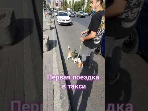 Научить бигля не тянуть поводок, исправляем ошибки владельца.