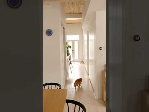 Touring a Colourful Minimalist Apartment Montreal, 890sqft/83sqm  #apartmenttour #minimalist  #home