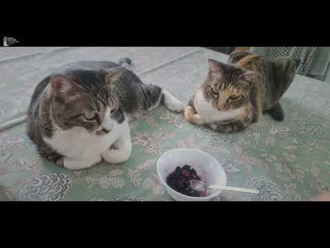 취향과 개성이 각기 다른 고양이 자매!!