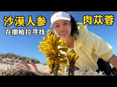 Exploring the Sahara, Episode 4: Searching for Desert Ginseng and Cistanche deserticola in the Sa...