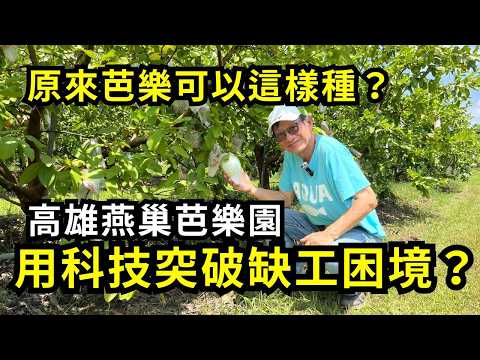 原來芭樂可以這樣種？走進高雄燕巢芭樂園，農民分享如何利用智慧機械化管理的方法，做到省時省工種芭樂 | 阿星種植