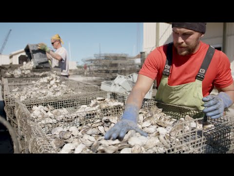 Made in Virginia - Oysters