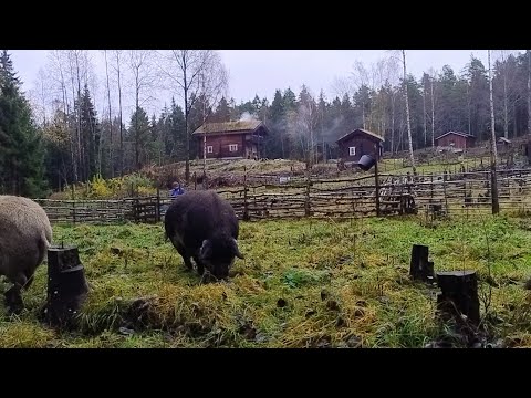 Late Fall on the Homestead - Woodwork, Laundry and Off-Grid Farm Life
