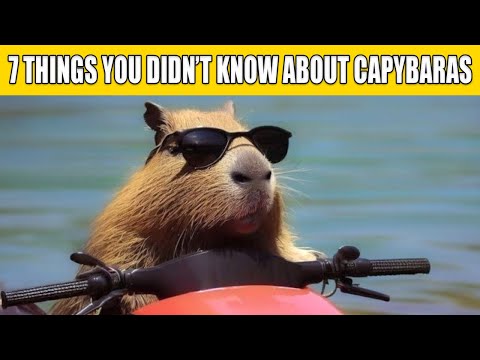 7 THINGS YOU DIDN’T KNOW ABOUT CAPYBARAS