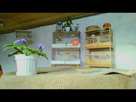 Купили кенара.Как ухаживать за кенарам.Содержание поющего кенара  дома.