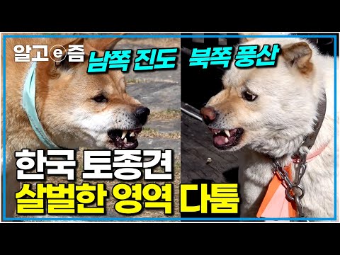 "한 치의 물러섬이 없는 한국의 토종개들의 서열 싸움" 남쪽을 대표하는 진도와 북쪽을 대표하는 풍산이를 키우는 한 가정집의 이야기｜세상에 나쁜 개는 없다｜알고e즘