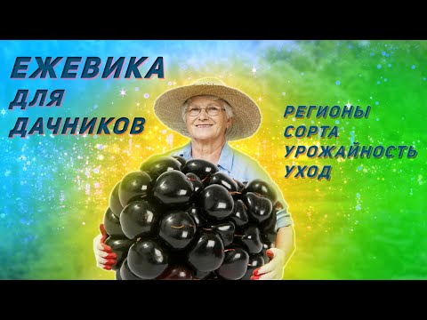Выращивание ежевики на даче