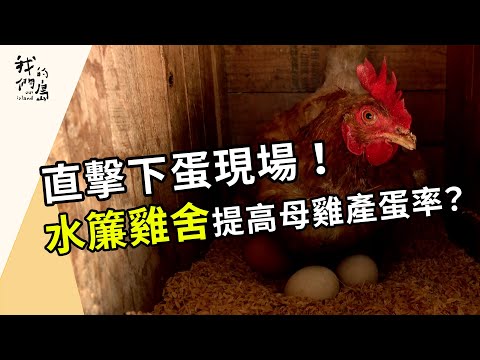 給雞一個舒服的溫度｜雞舍升級解缺蛋？(我們的島 第1202集 2023-05-01)