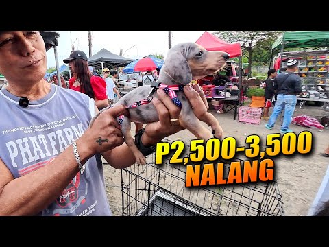 Presyong Pamasko sa BOCAUE PET MARKET