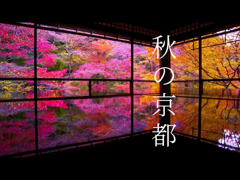 【保存版】色鮮やかな京都の紅葉40選🍁絶景旅：左京区編