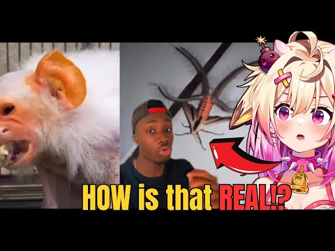 When Reality’s Weirder Than Fiction…. Rosiebellmoo Reacts To Casual Geographic