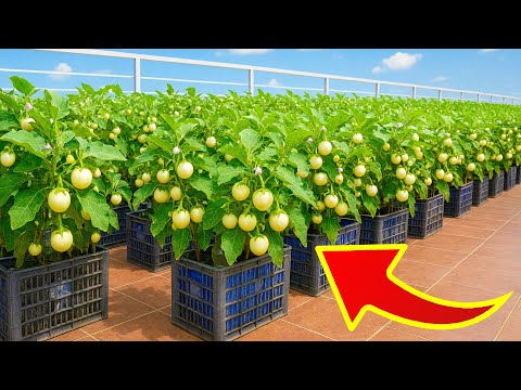 How to Grow White Eggplants | Round & High-Yield Harvest