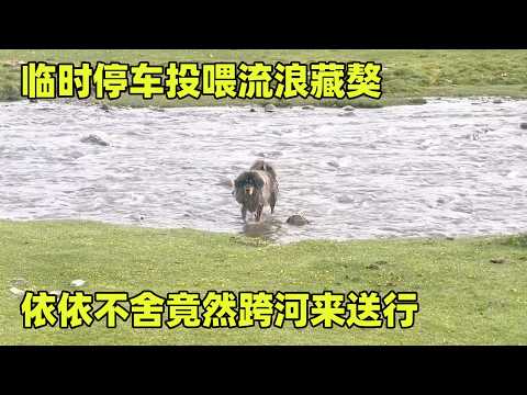 临时停车投喂流浪藏獒，依依不舍竟然跨河来送行，感动得眼睛都湿润了【小秃子旅行记】