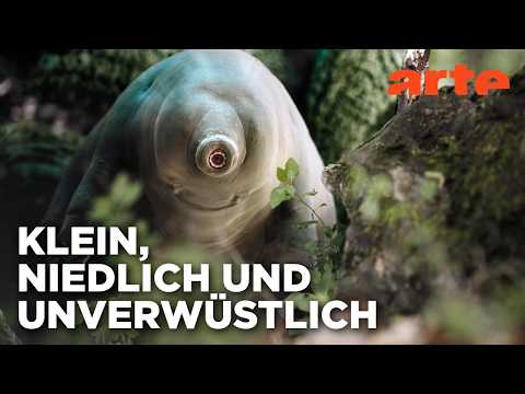 Bärtierchen - Winzig, aber hart im Nehmen | Doku HD Reupload | ARTE